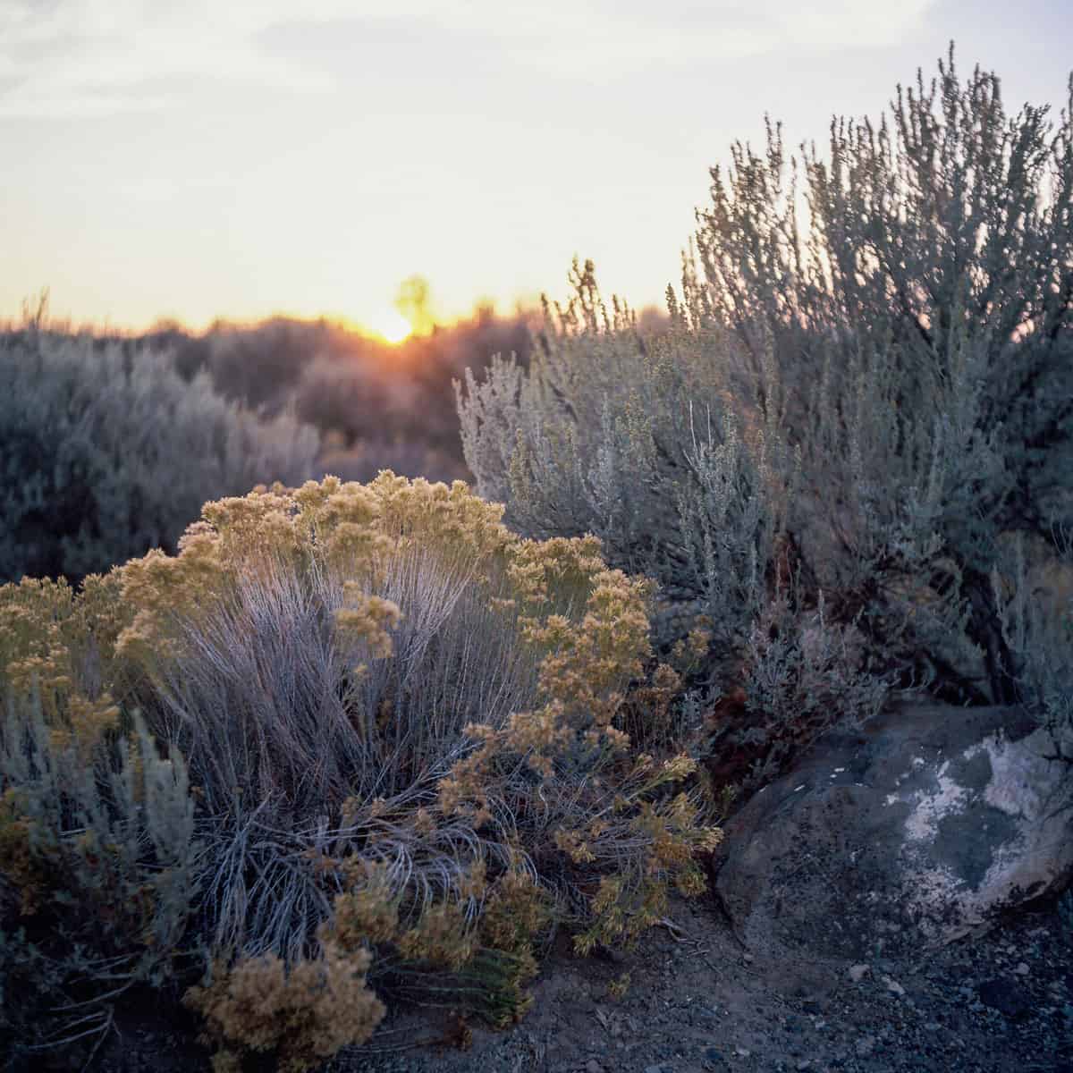 Phoenix II vs. Ektachrome: Is Harman’s Color Film a Slide Film Alternative? by Taylor Blanchard