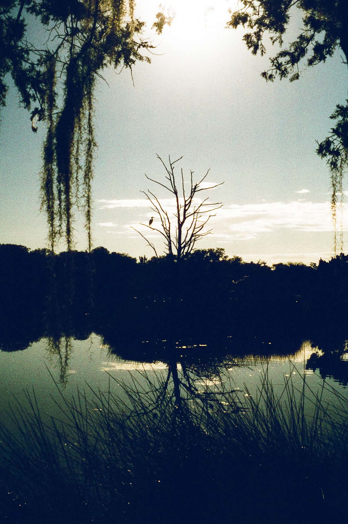 Phoenix II vs. Ektachrome: Is Harman’s Color Film a Slide Film Alternative? by Taylor Blanchard
