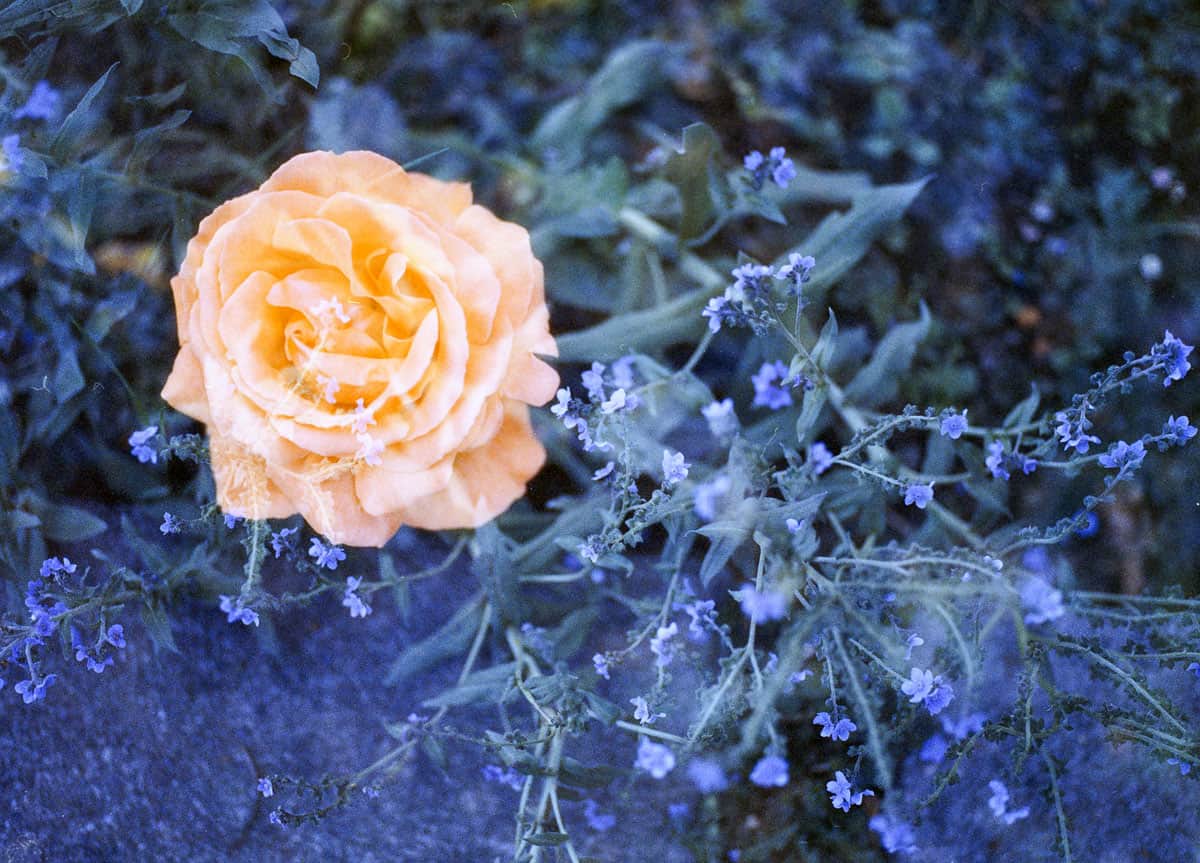 Phoenix II vs. Ektachrome: Is Harman’s Color Film a Slide Film Alternative? by Taylor Blanchard