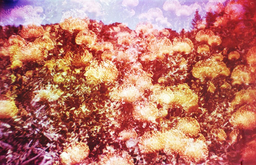 How to Photograph Flowers on Film by Angela Izzo on Shoot It With Film