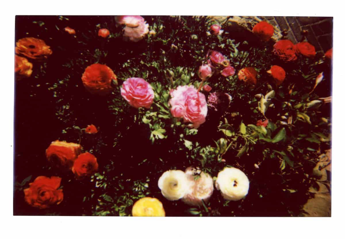 How to Photograph Flowers on Film by Angela Izzo on Shoot It With Film