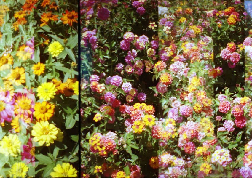 How to Photograph Flowers on Film by Angela Izzo on Shoot It With Film