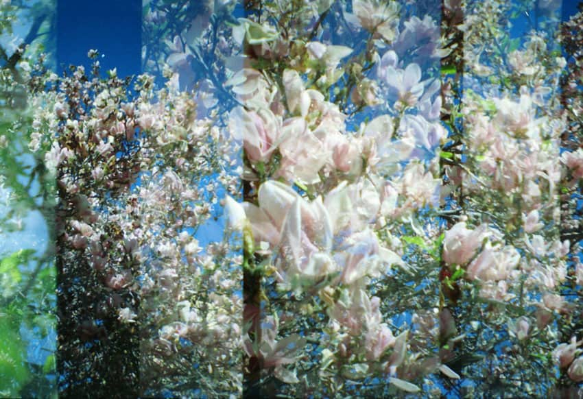 How to Photograph Flowers on Film by Angela Izzo on Shoot It With Film