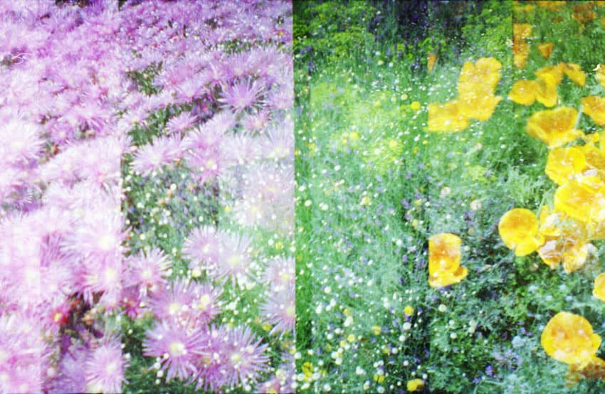 How to Photograph Flowers on Film by Angela Izzo on Shoot It With Film