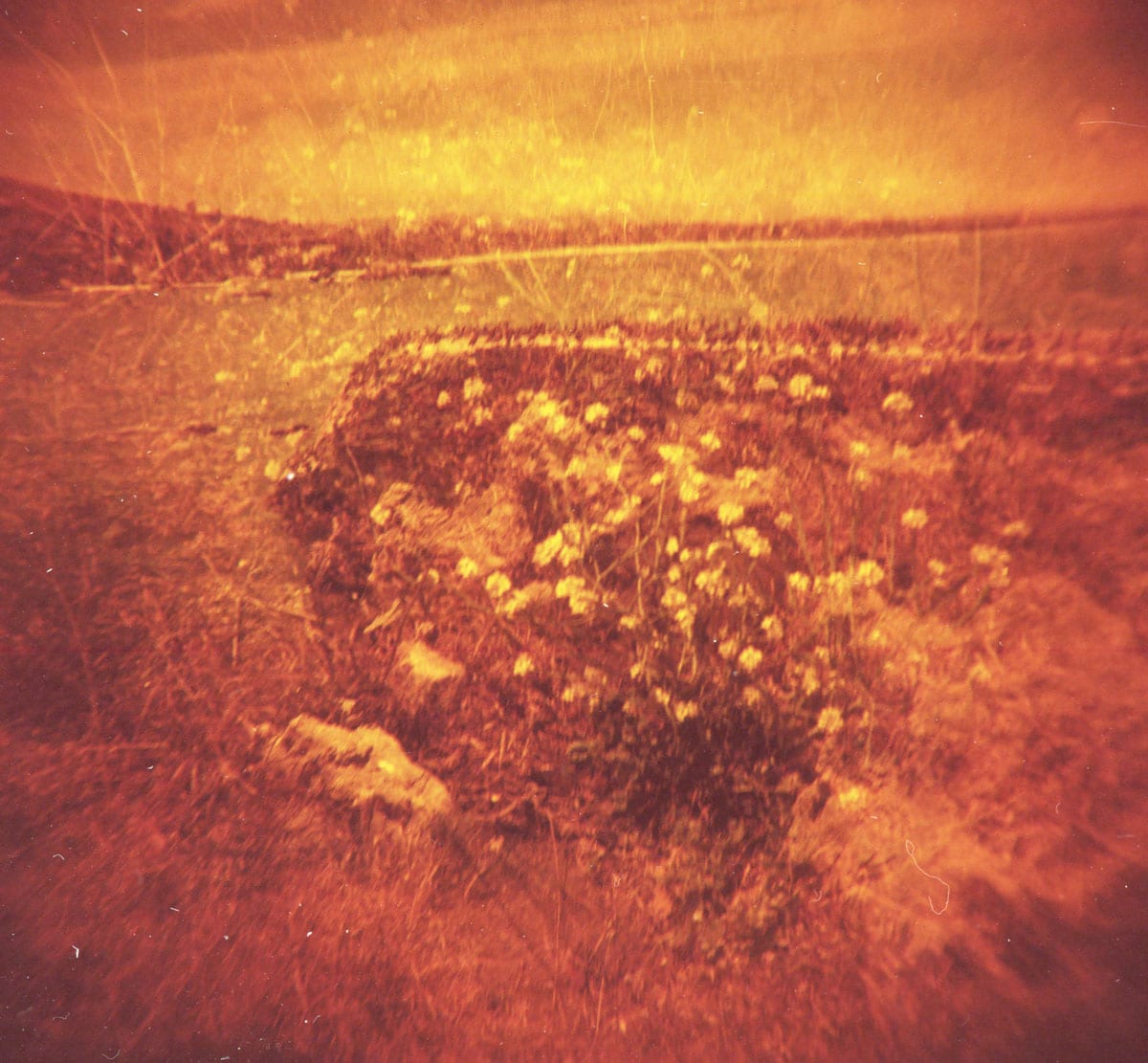 How to Photograph Flowers on Film by Angela Izzo on Shoot It With Film