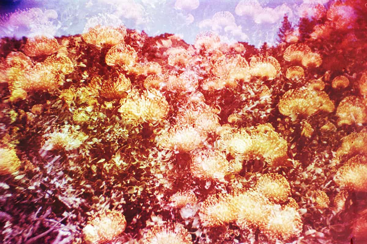 How to Photograph Flowers on Film by Angela Izzo on Shoot It With Film