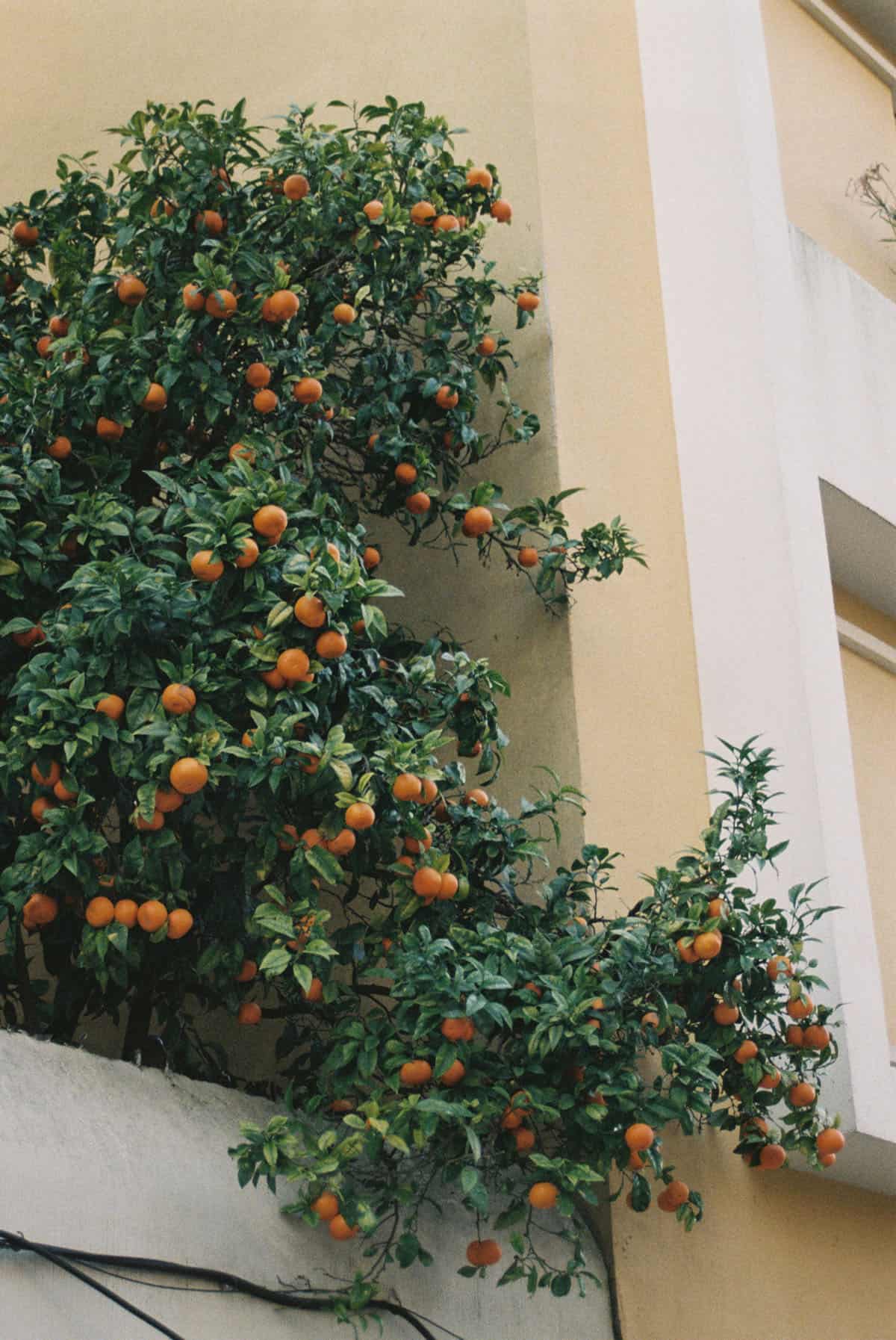 Lisbon Travel Story on 35mm Film by Reuben Saunders on Shoot It With Film