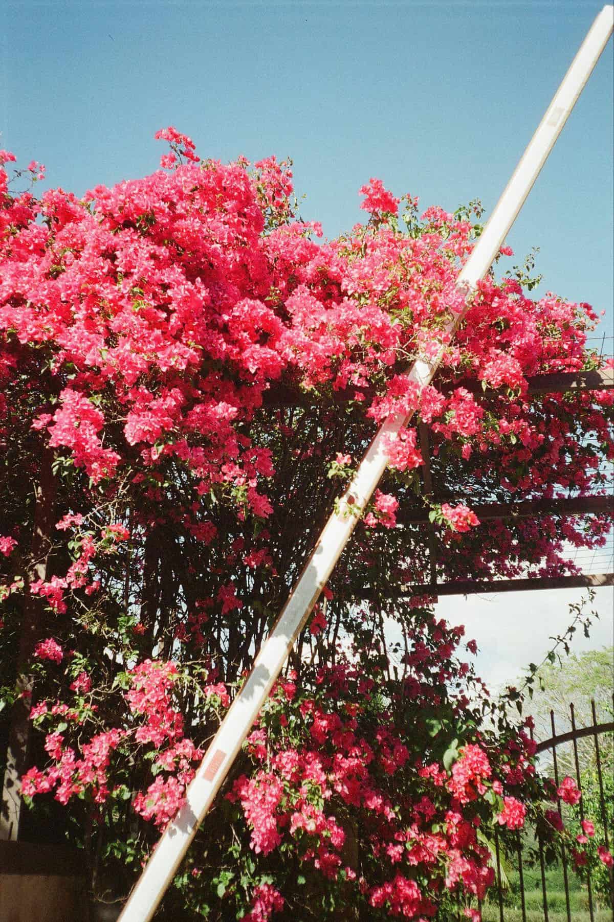 Point and Shoot Film Camera Roundup by Katya Rowny on Shoot It With Film
