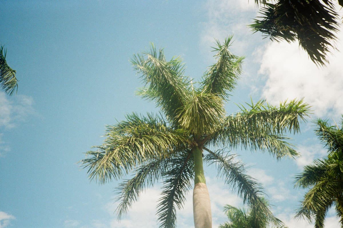 Point and Shoot Film Camera Roundup by Katya Rowny on Shoot It With Film