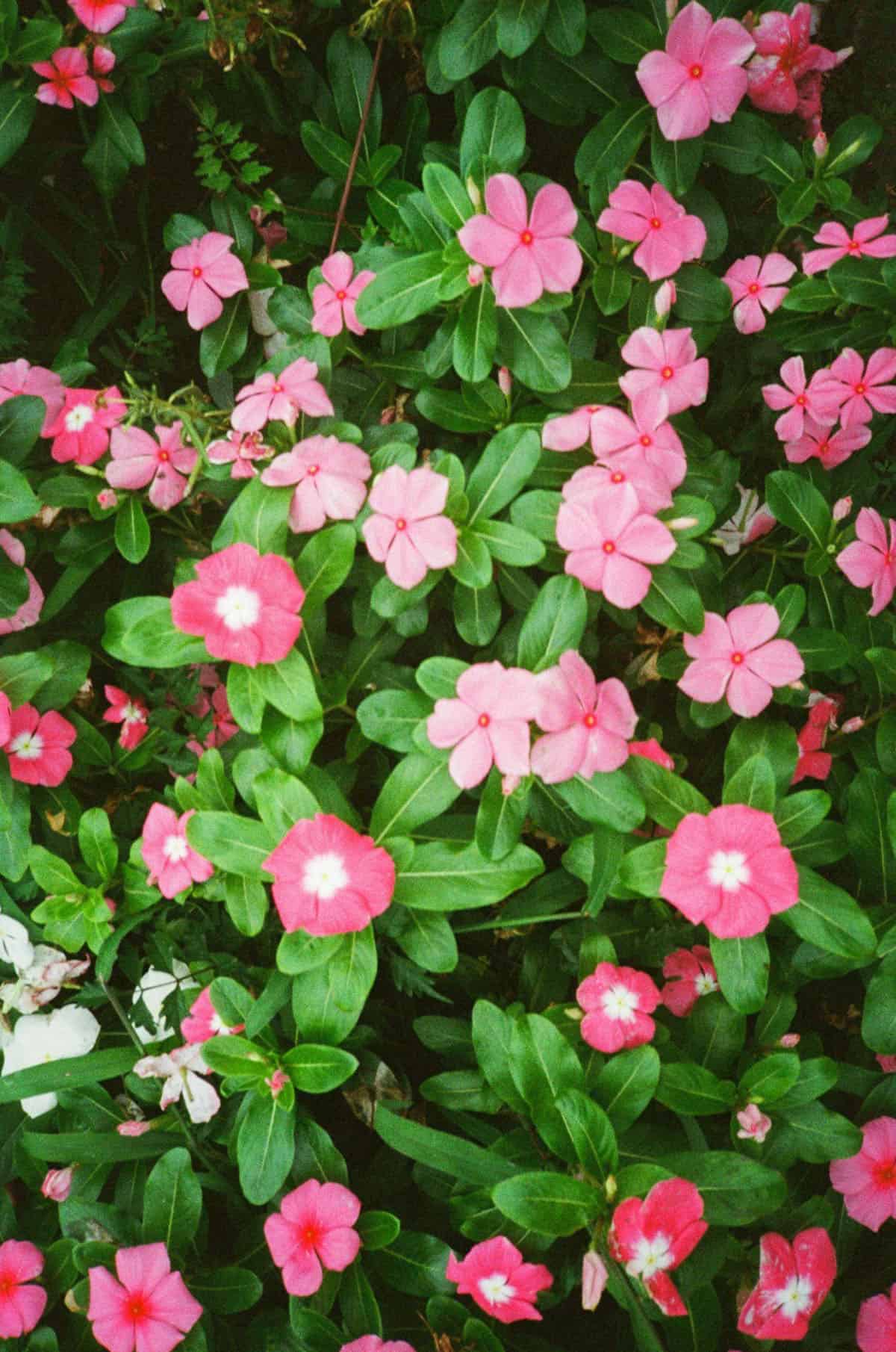 Point and Shoot Film Camera Roundup by Katya Rowny on Shoot It With Film