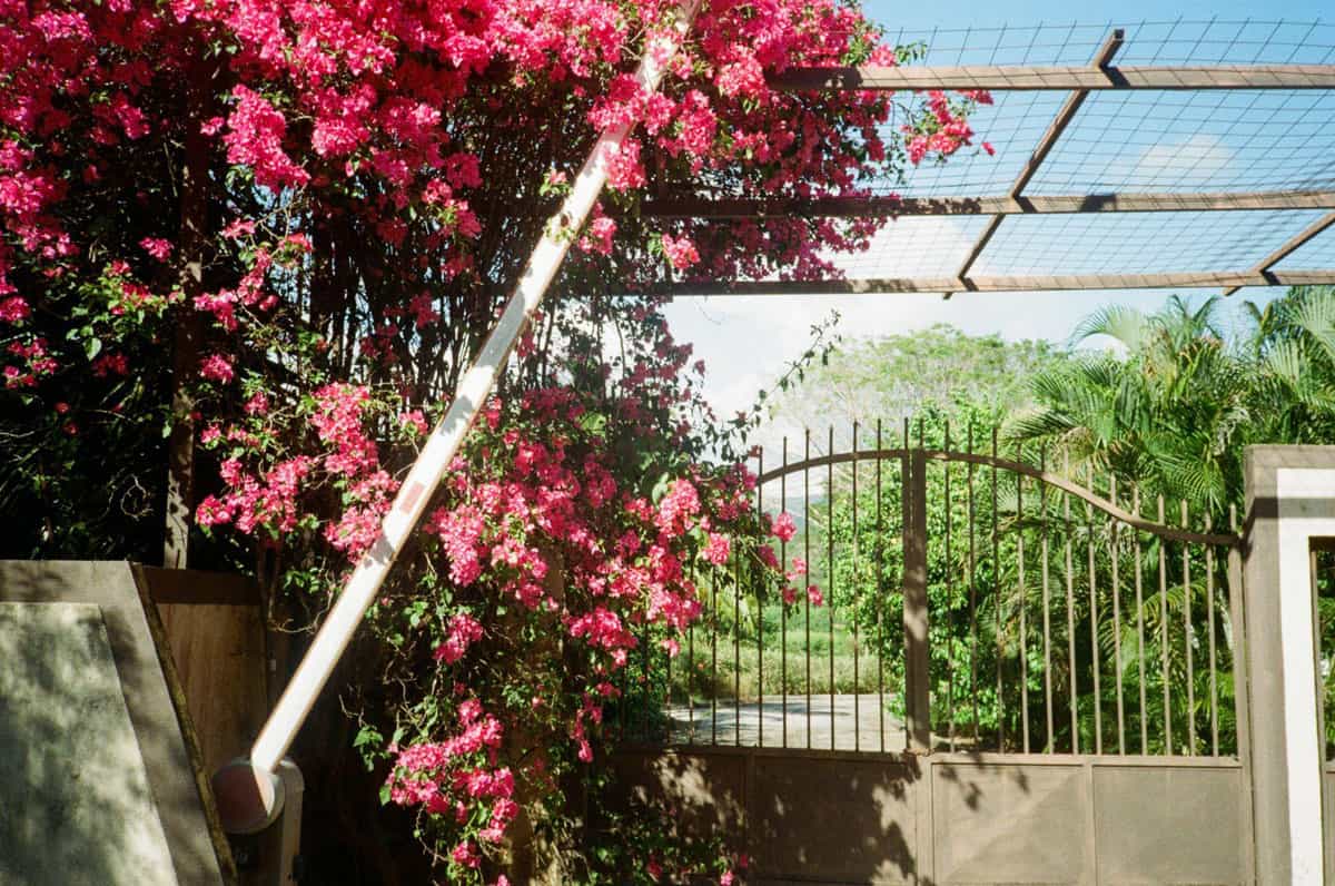 Point and Shoot Film Camera Roundup by Katya Rowny on Shoot It With Film