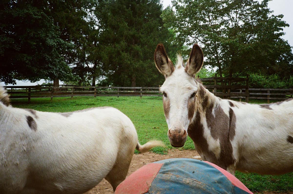 Point and Shoot Film Camera Roundup by Katya Rowny on Shoot It With Film