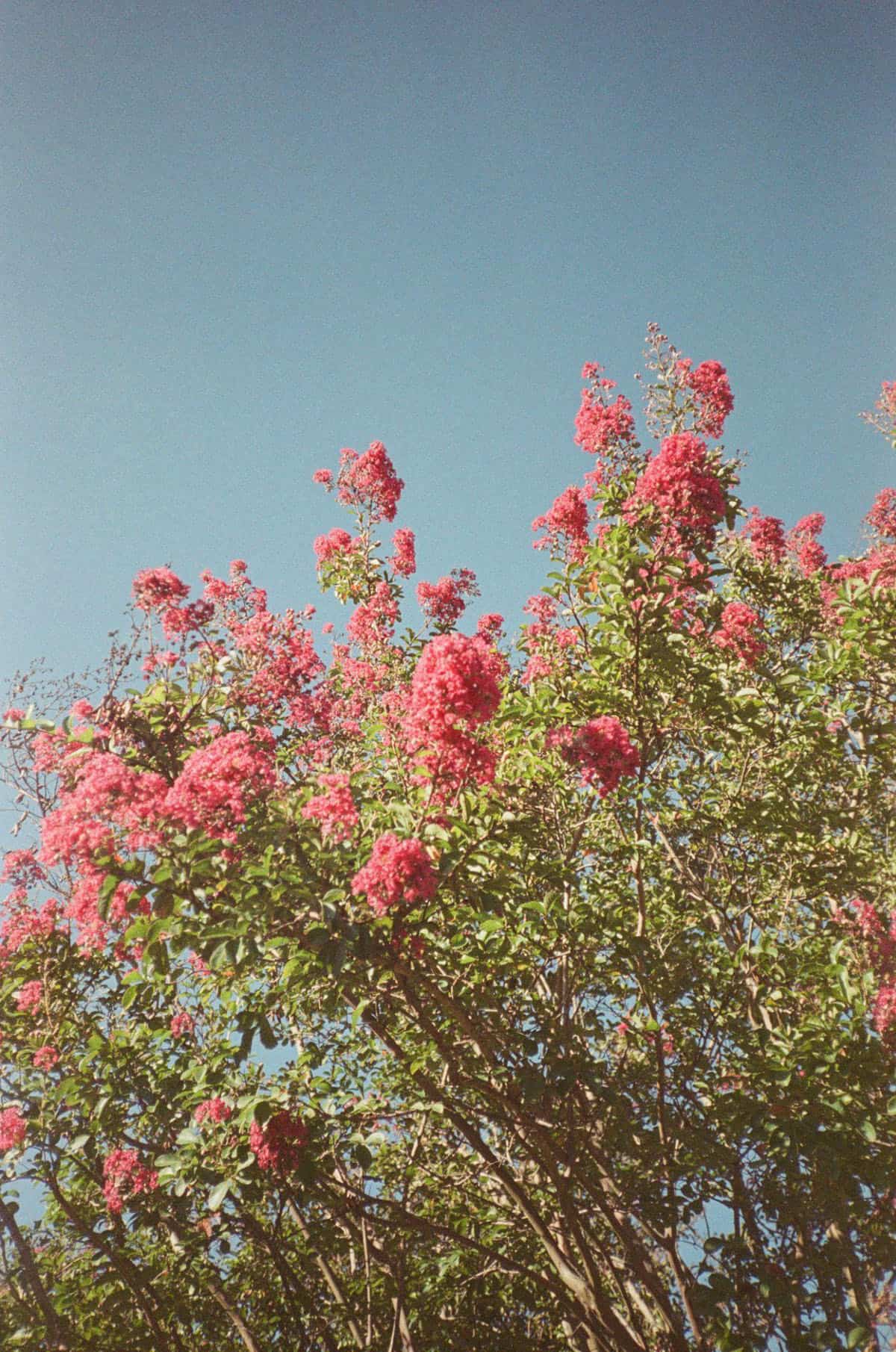 Point and Shoot Film Camera Roundup by Katya Rowny on Shoot It With Film