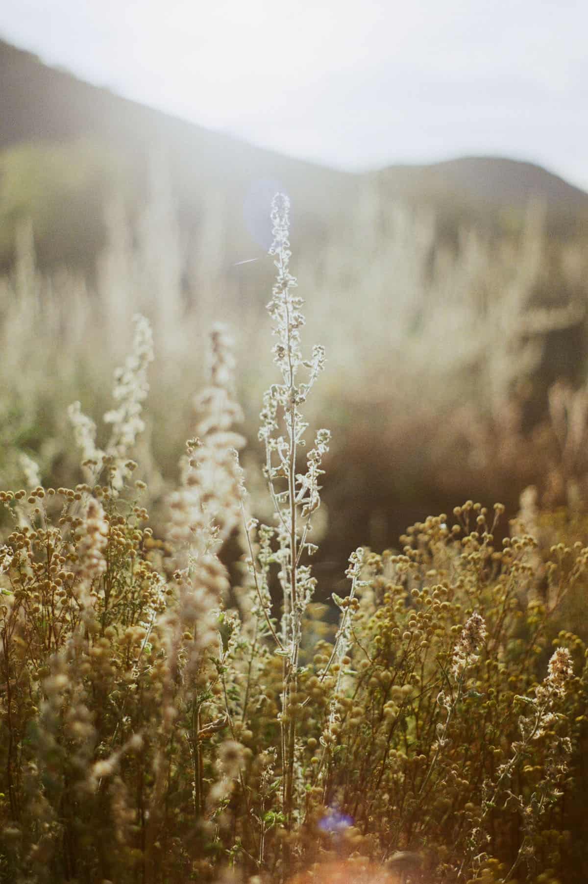 The Sonoran Desert on 35mm Film by Alicia Schmidt on Shoot It With Film