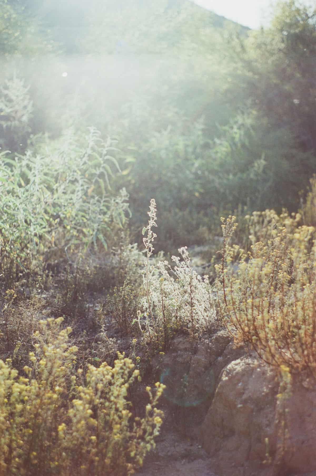 The Sonoran Desert on 35mm Film by Alicia Schmidt on Shoot It With Film