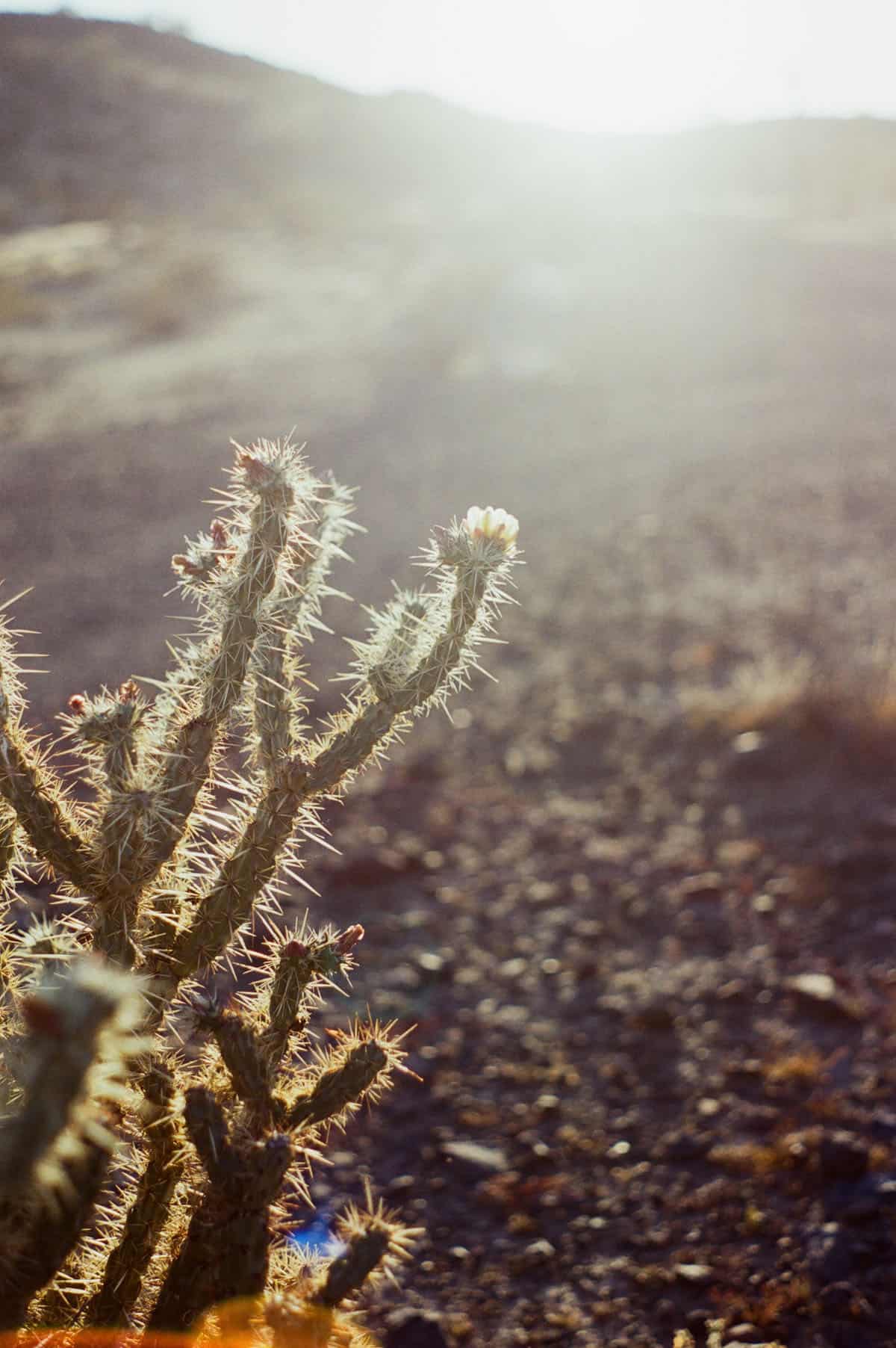 The Sonoran Desert on 35mm Film by Alicia Schmidt on Shoot It With Film