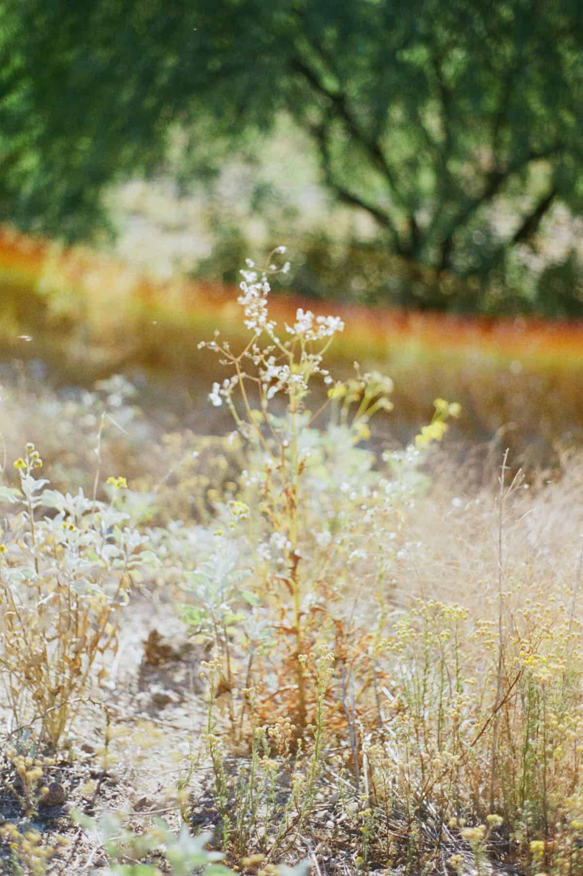 The Sonoran Desert on 35mm Film by Alicia Schmidt on Shoot It With Film