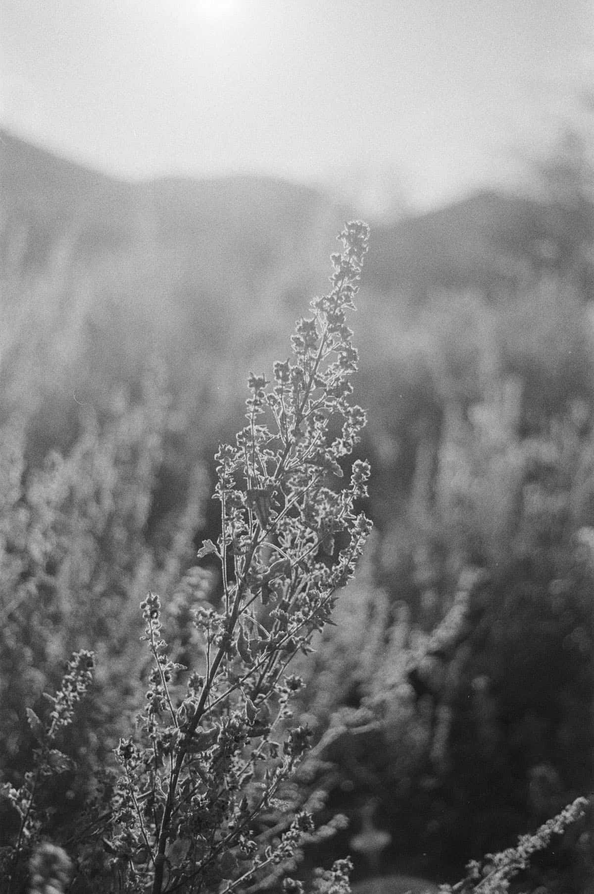 The Sonoran Desert on 35mm Film by Alicia Schmidt on Shoot It With Film