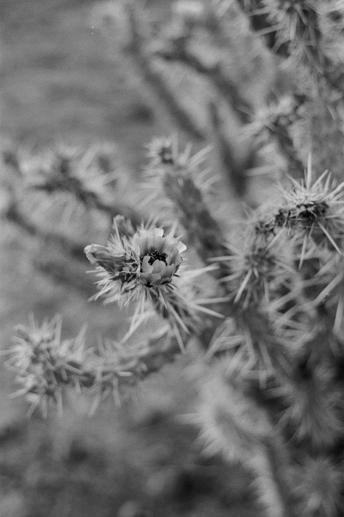 The Sonoran Desert on 35mm Film by Alicia Schmidt on Shoot It With Film