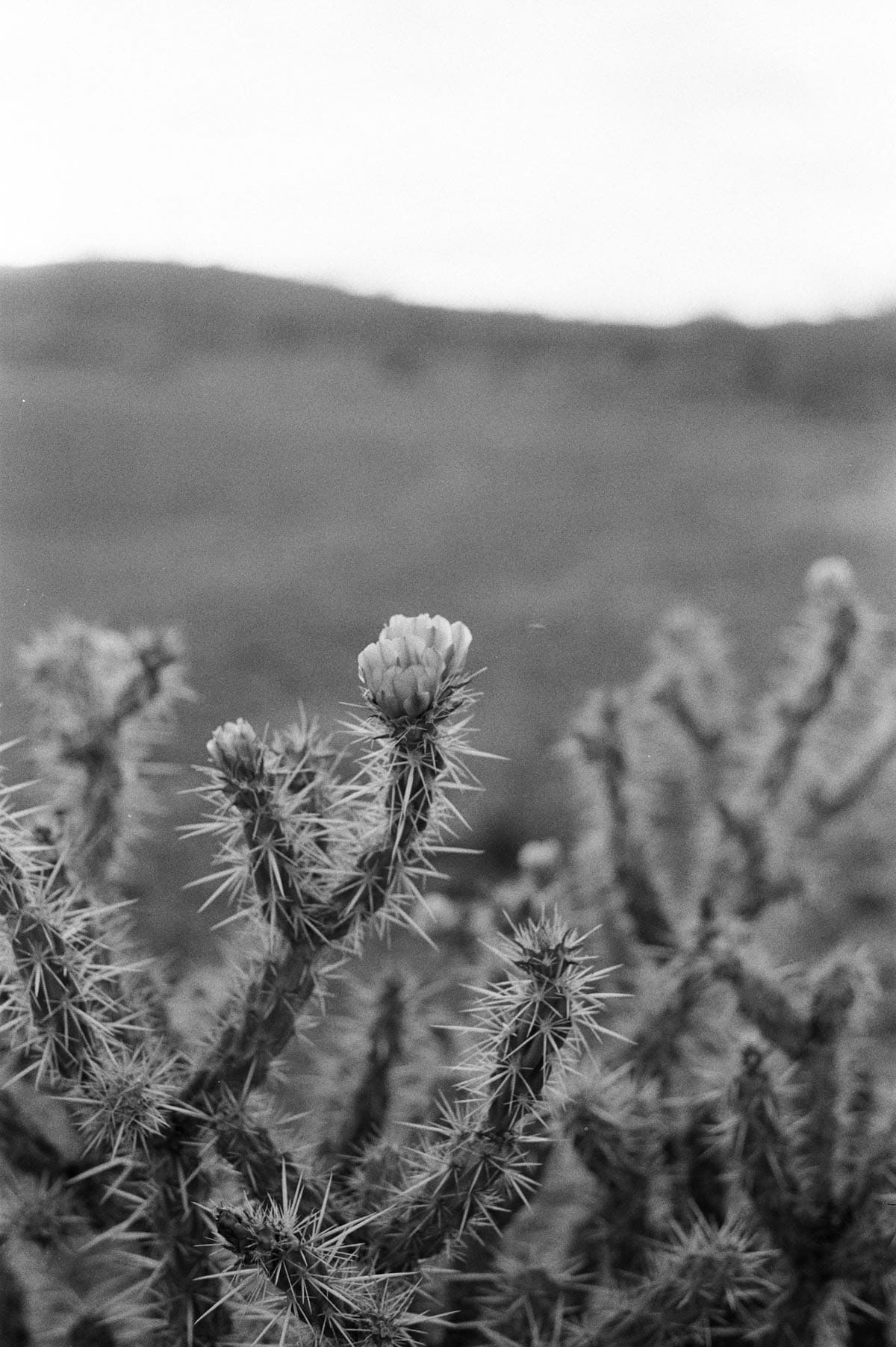 The Sonoran Desert on 35mm Film by Alicia Schmidt on Shoot It With Film