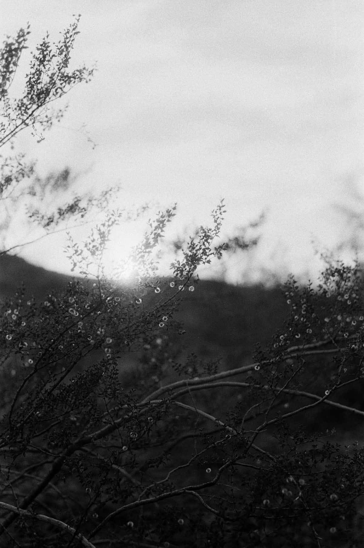 The Sonoran Desert on 35mm Film by Alicia Schmidt on Shoot It With Film