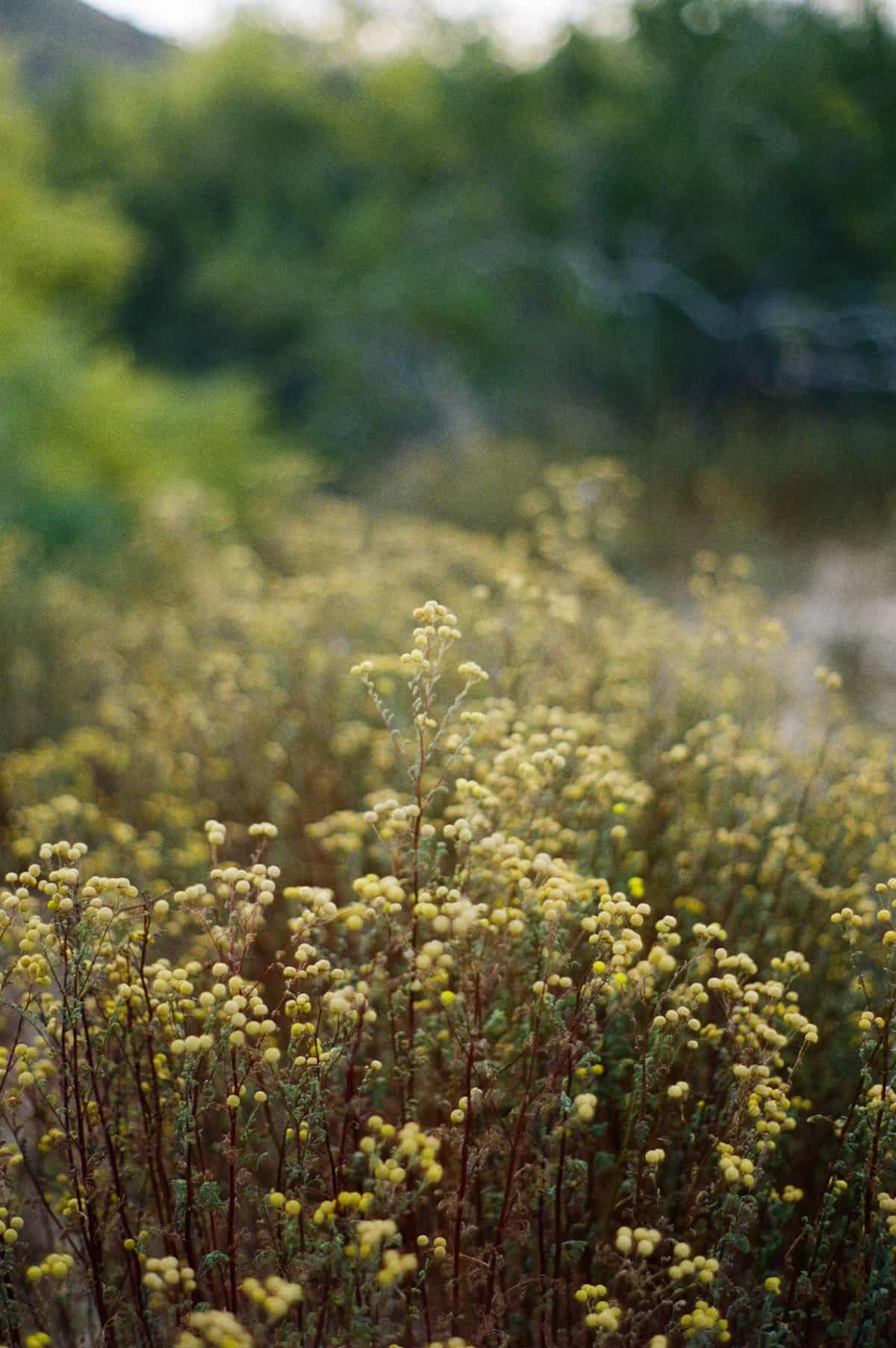 The Sonoran Desert on 35mm Film by Alicia Schmidt on Shoot It With Film