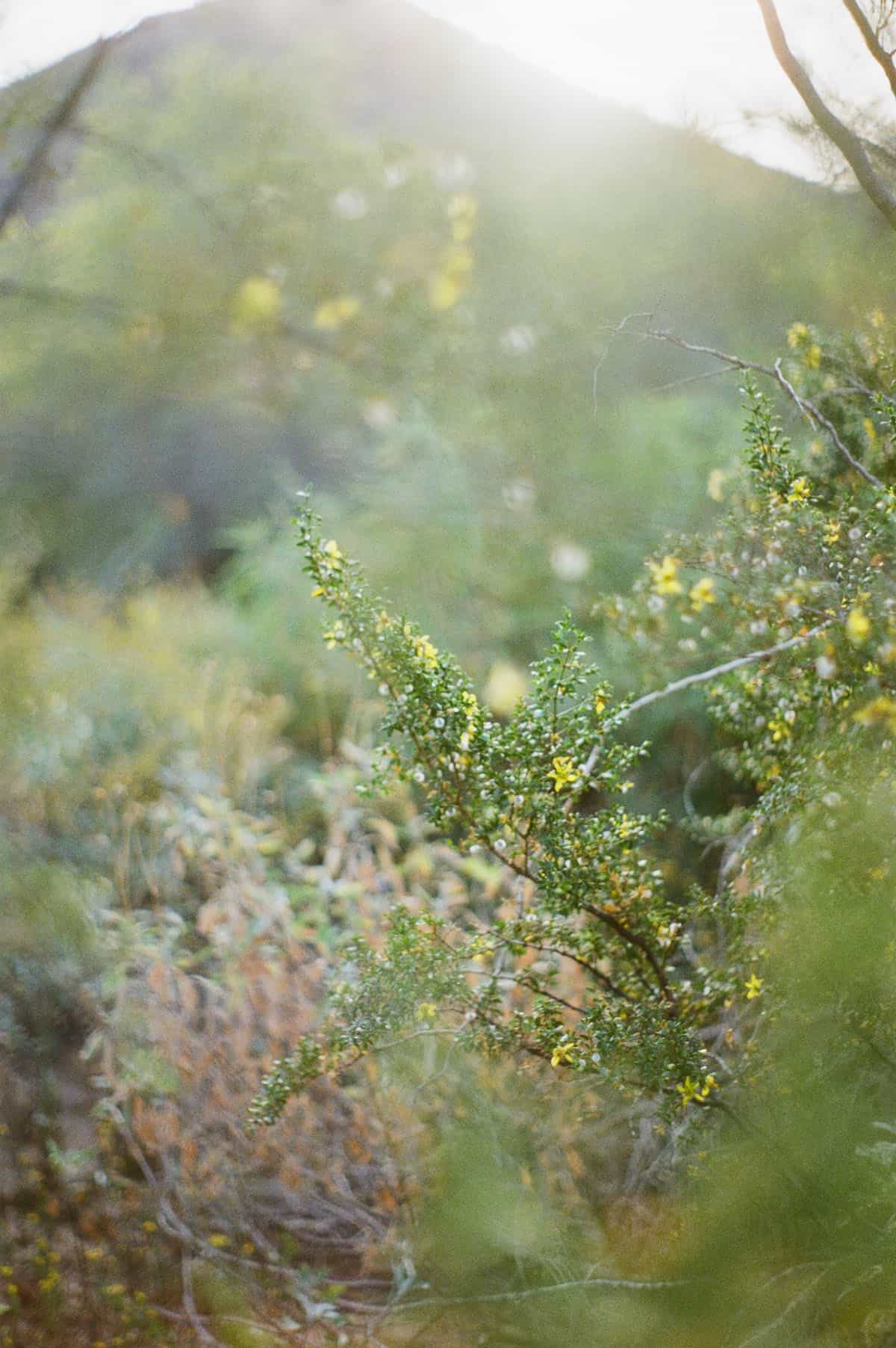 The Sonoran Desert on 35mm Film by Alicia Schmidt on Shoot It With Film