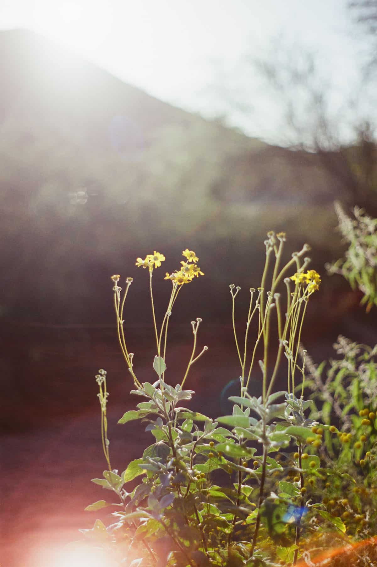 The Sonoran Desert on 35mm Film by Alicia Schmidt on Shoot It With Film