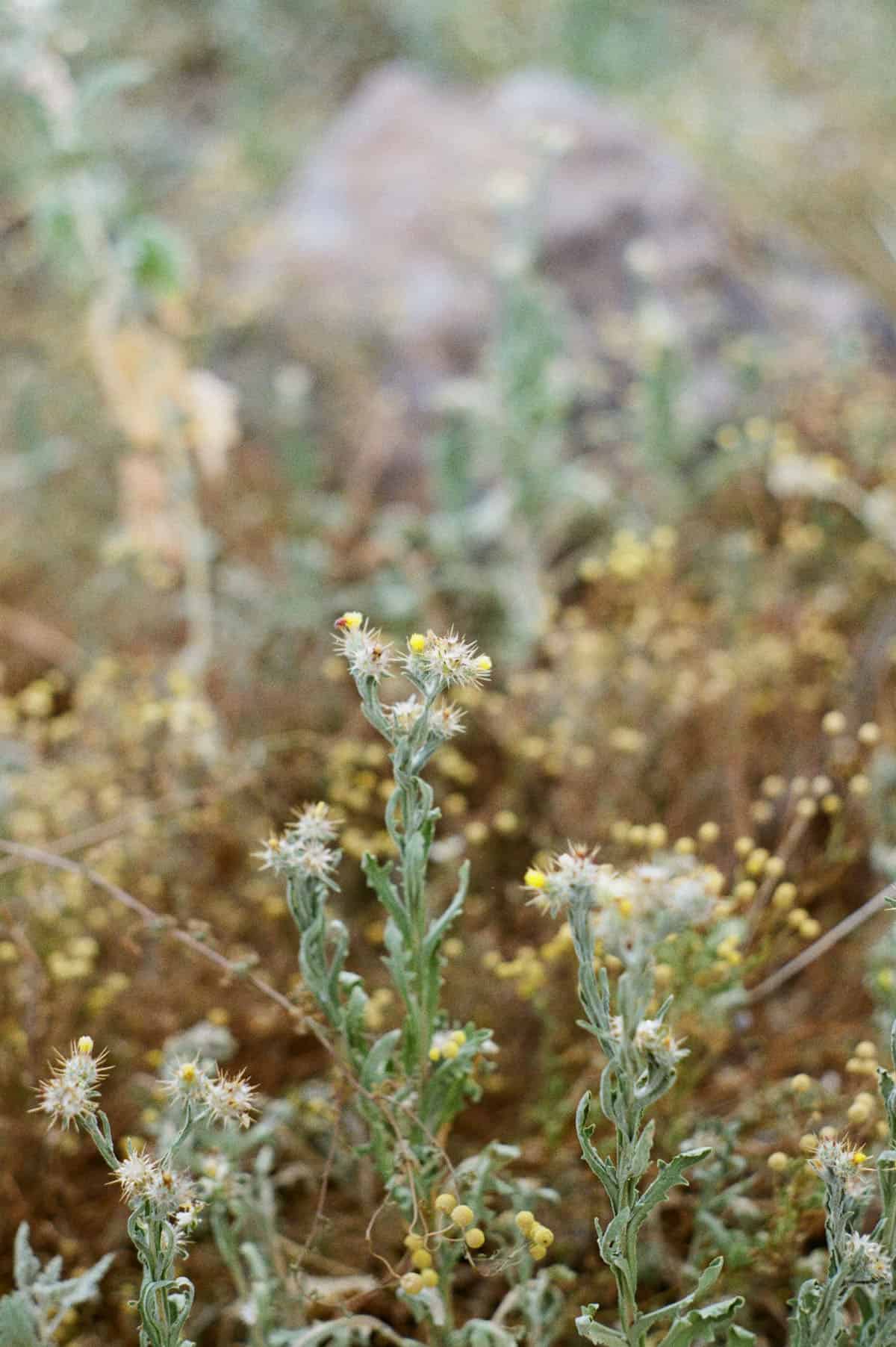 The Sonoran Desert on 35mm Film by Alicia Schmidt on Shoot It With Film