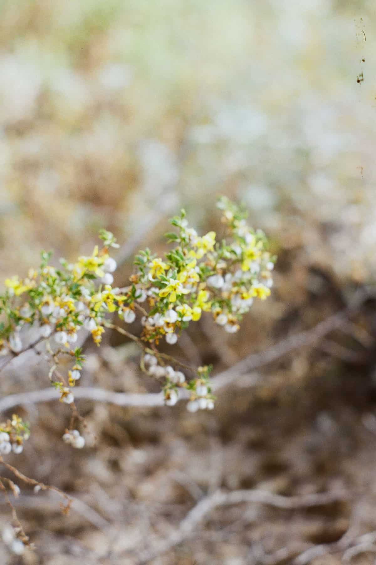 The Sonoran Desert on 35mm Film by Alicia Schmidt on Shoot It With Film