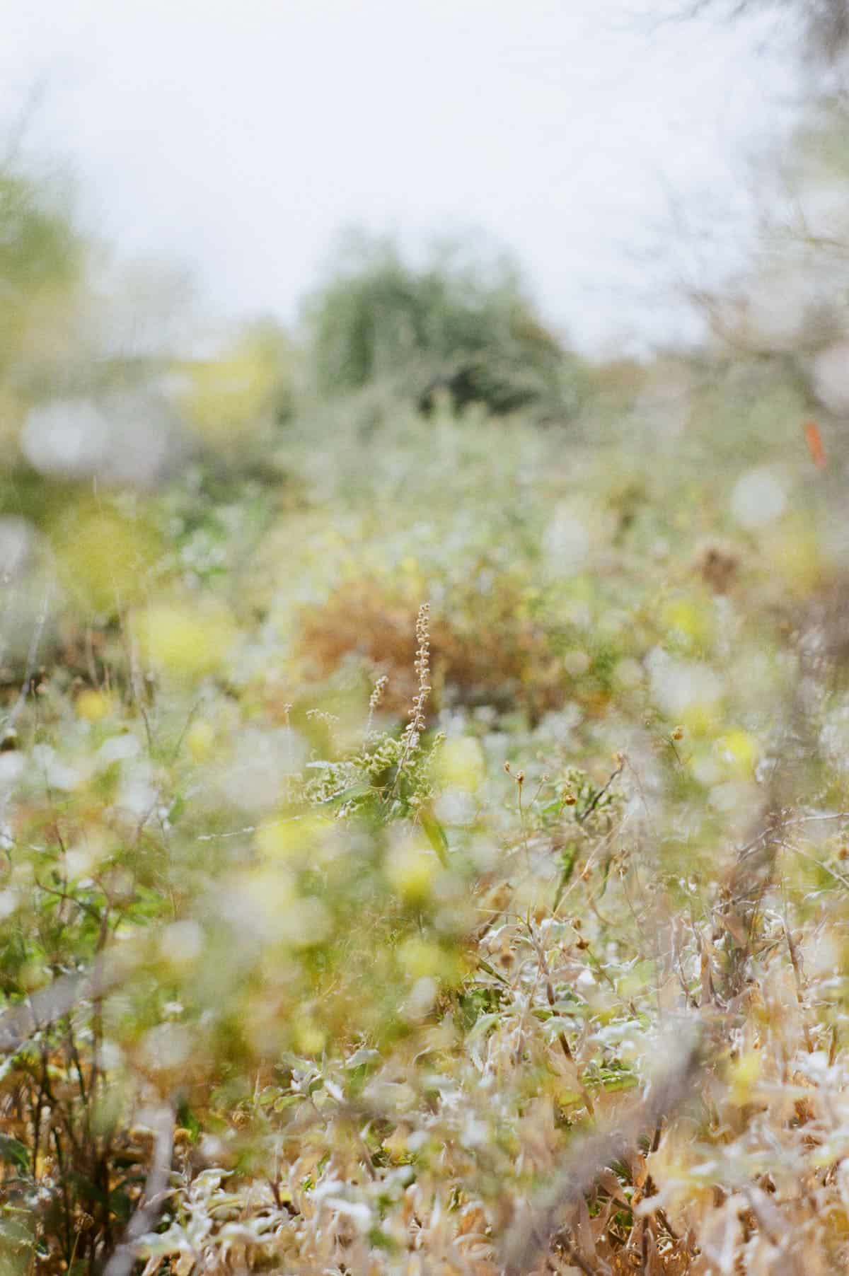 The Sonoran Desert on 35mm Film by Alicia Schmidt on Shoot It With Film