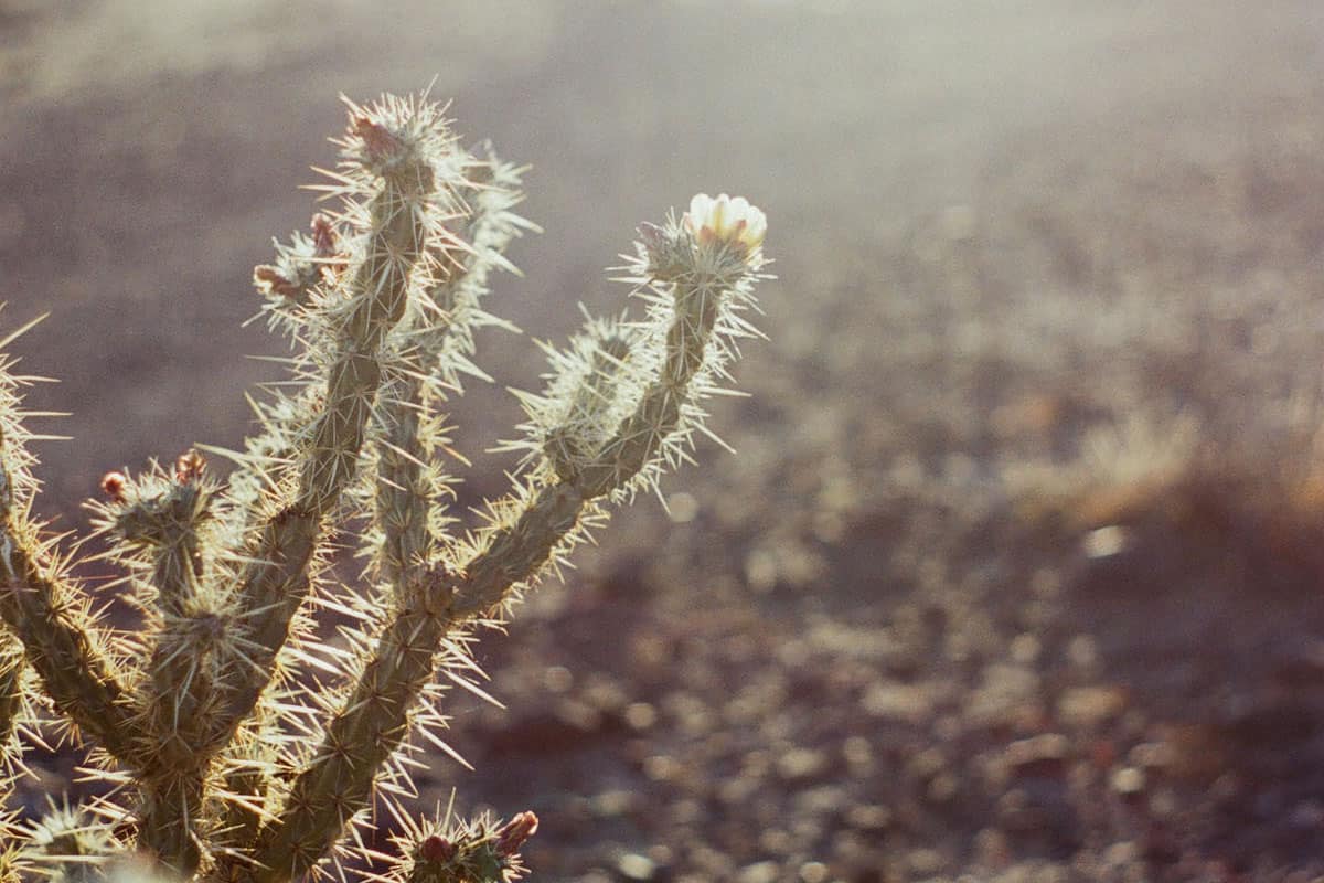 The Sonoran Desert on 35mm Film by Alicia Schmidt on Shoot It With Film
