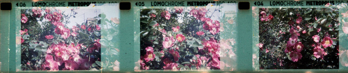 Baby Holga Micro 110 Review by Alec Pain on Shoot It With Film