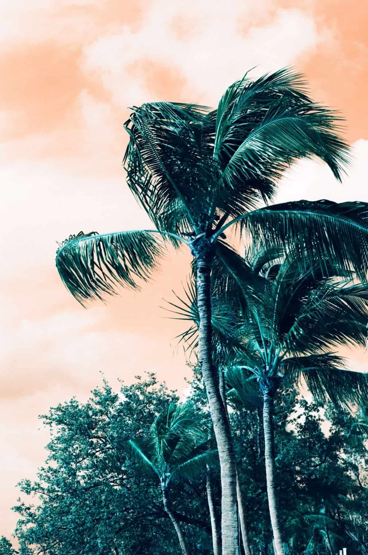 Film in the Florida Keys by Caitlin Cisar on Shoot It With Film