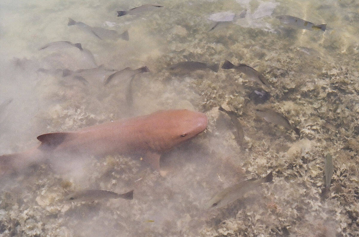 Film in the Florida Keys by Caitlin Cisar on Shoot It With Film