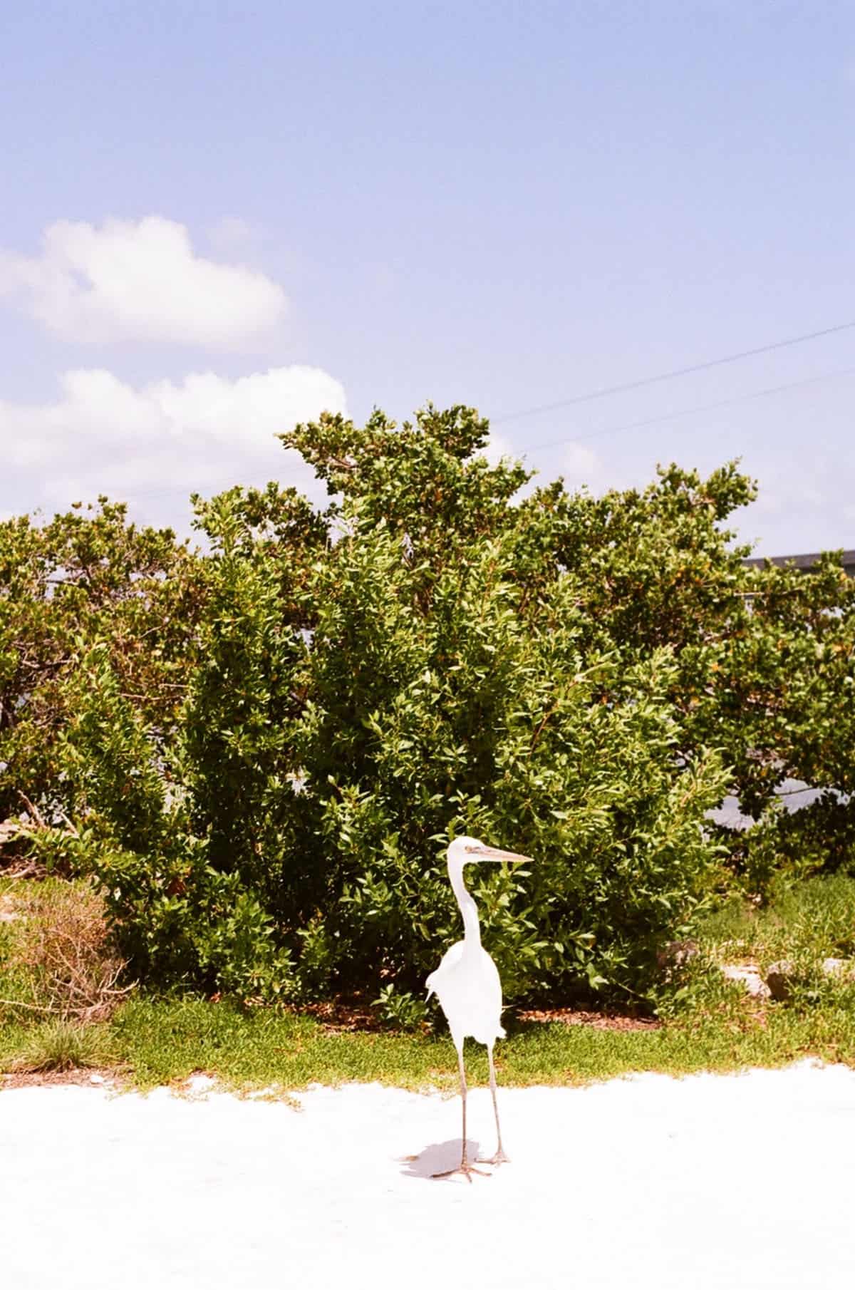 Film in the Florida Keys by Caitlin Cisar on Shoot It With Film