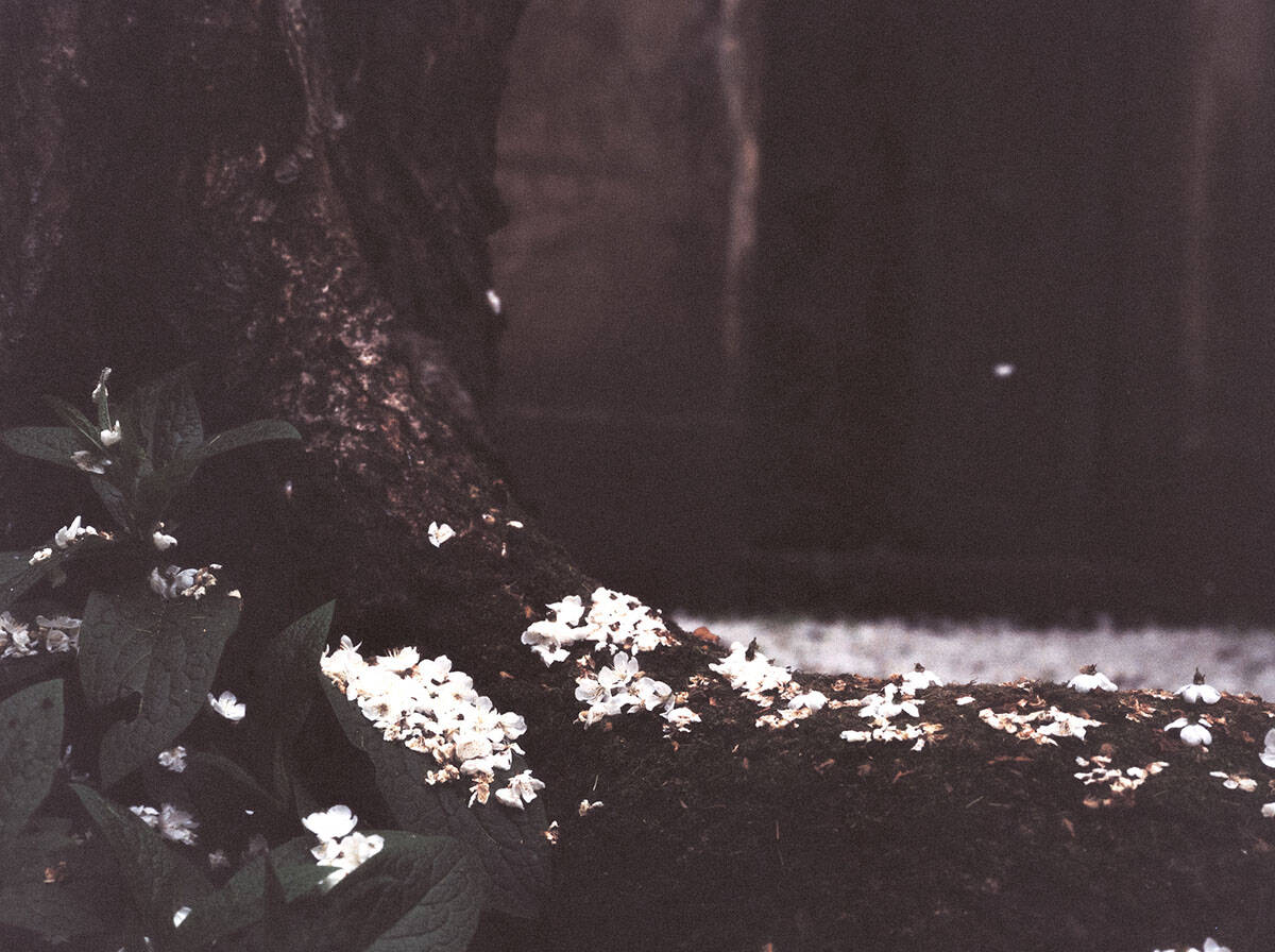 Highgate Cemetery Photo Series on Medium Format Film by Ausra Linkeviciute on Shoot It With Film