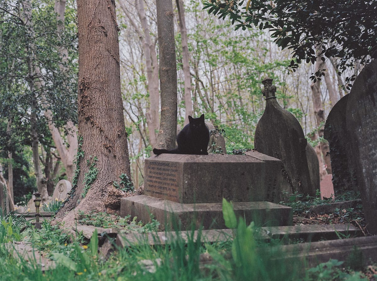 Highgate Cemetery Photo Series on Medium Format Film by Ausra Linkeviciute on Shoot It With Film