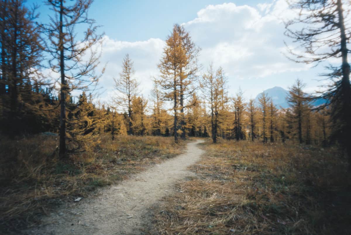 Zero Image Pinhole Camera Review by Tylor Blanchard on Shoot It With Film
