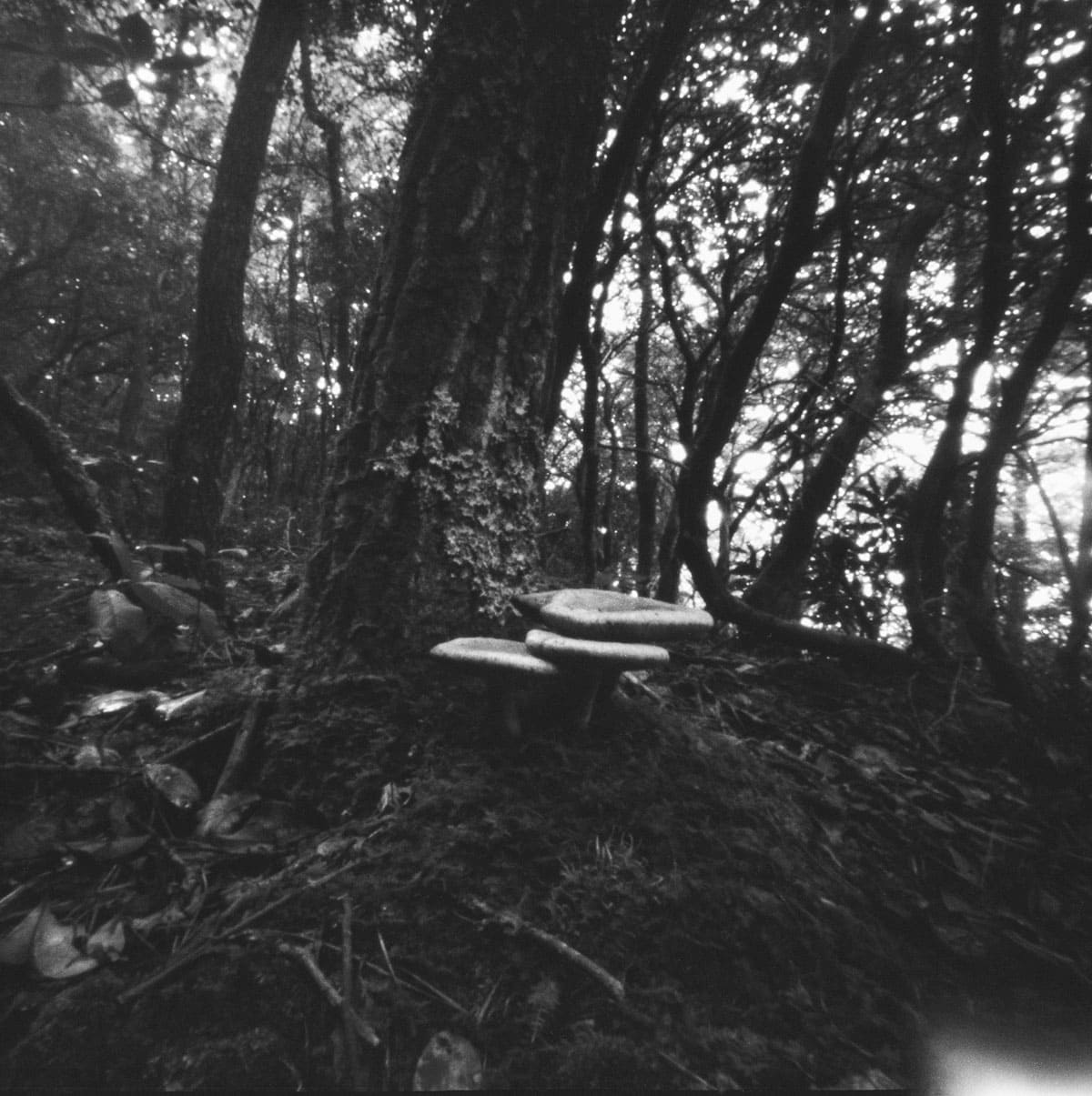Zero Image Pinhole Camera Review by Tylor Blanchard on Shoot It With Film