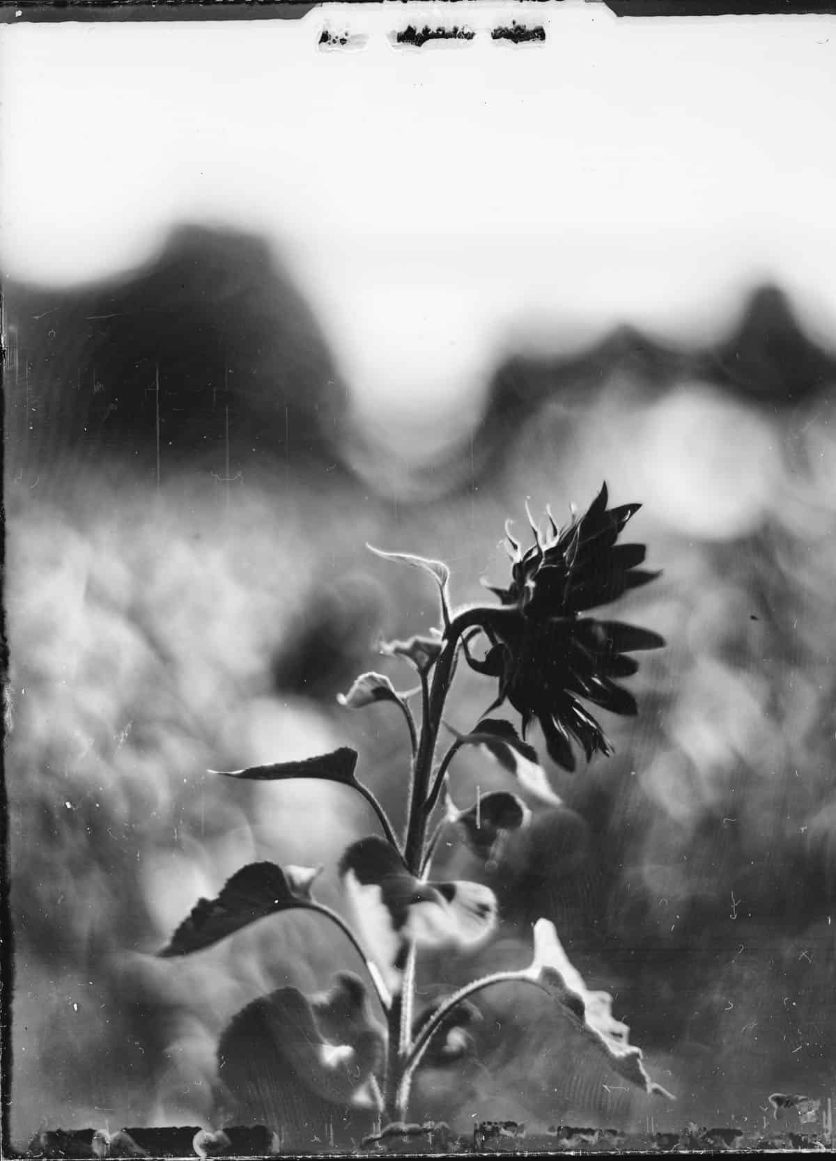 Intro Guide to Dry Plate Photography by Alec Pain on Shoot It With Film