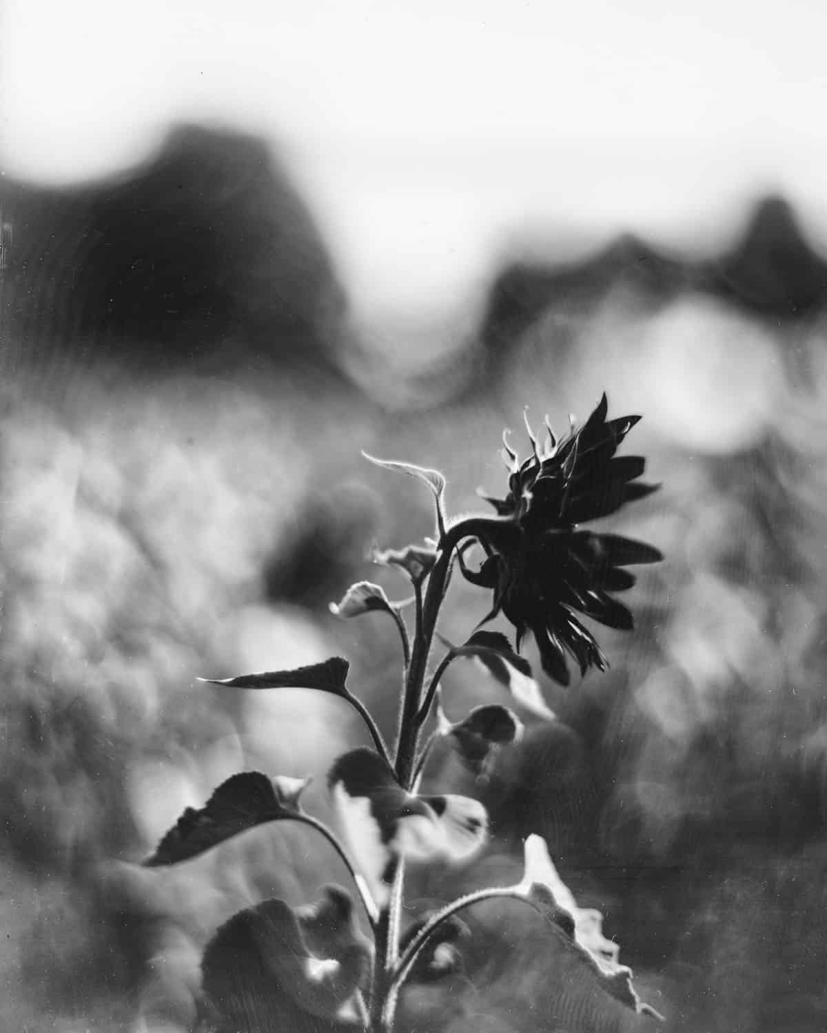 Intro Guide to Dry Plate Photography by Alec Pain on Shoot It With Film