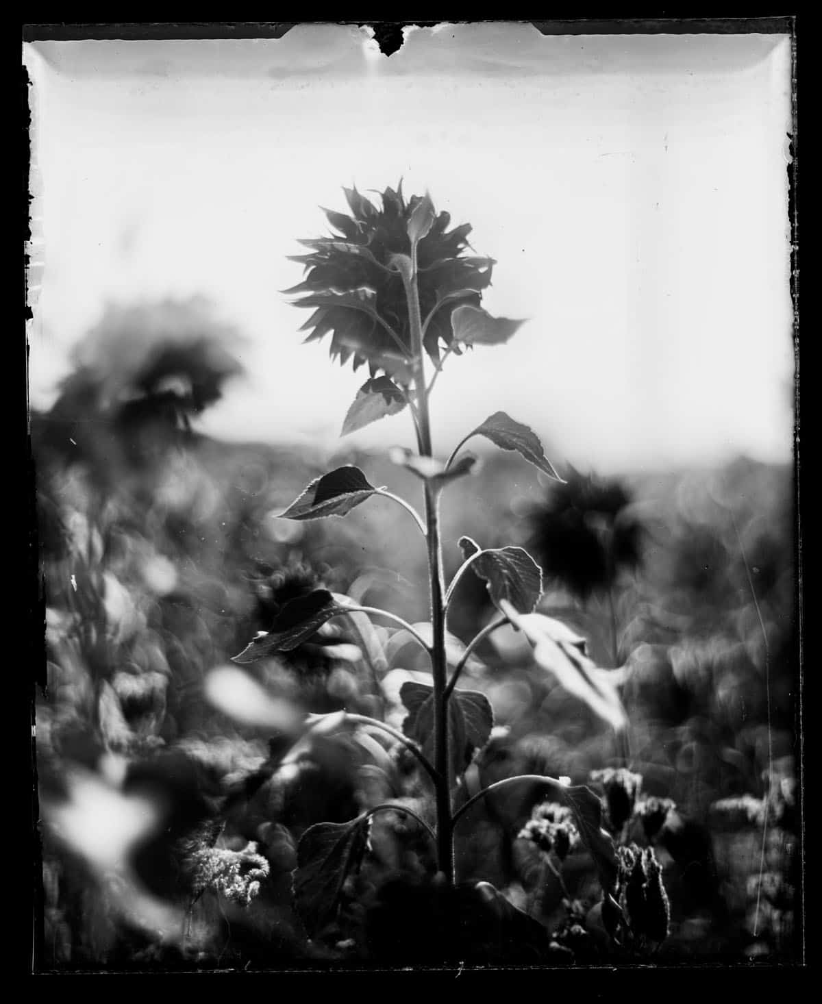 Intro Guide to Dry Plate Photography by Alec Pain on Shoot It With Film