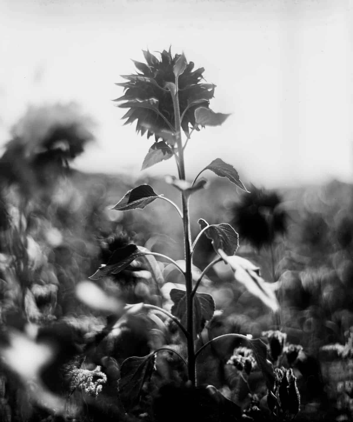 Intro Guide to Dry Plate Photography by Alec Pain on Shoot It With Film