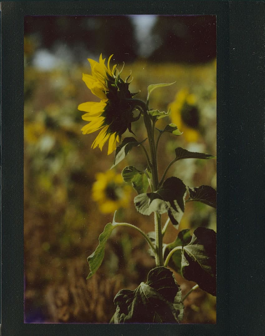 Intro Guide to Dry Plate Photography by Alec Pain on Shoot It With Film