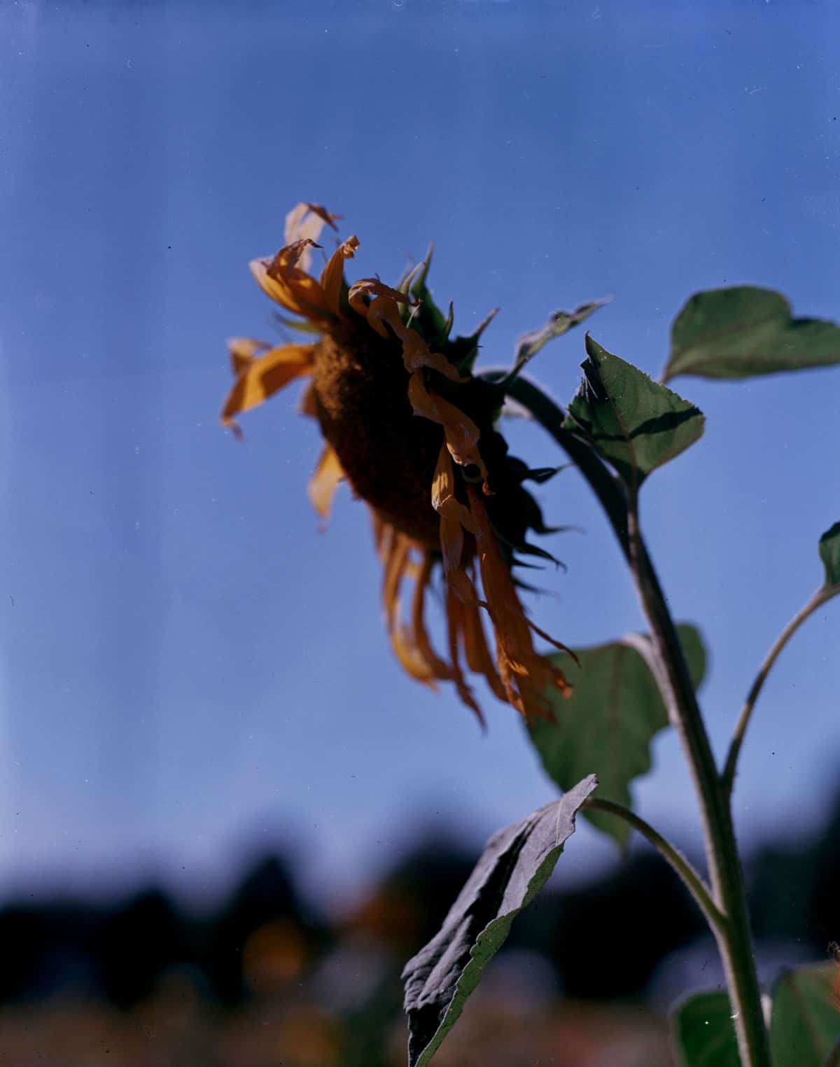 Intro Guide to Dry Plate Photography by Alec Pain on Shoot It With Film