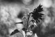 Intro Guide to Dry Plate Photography by Alec Pain on Shoot It With Film
