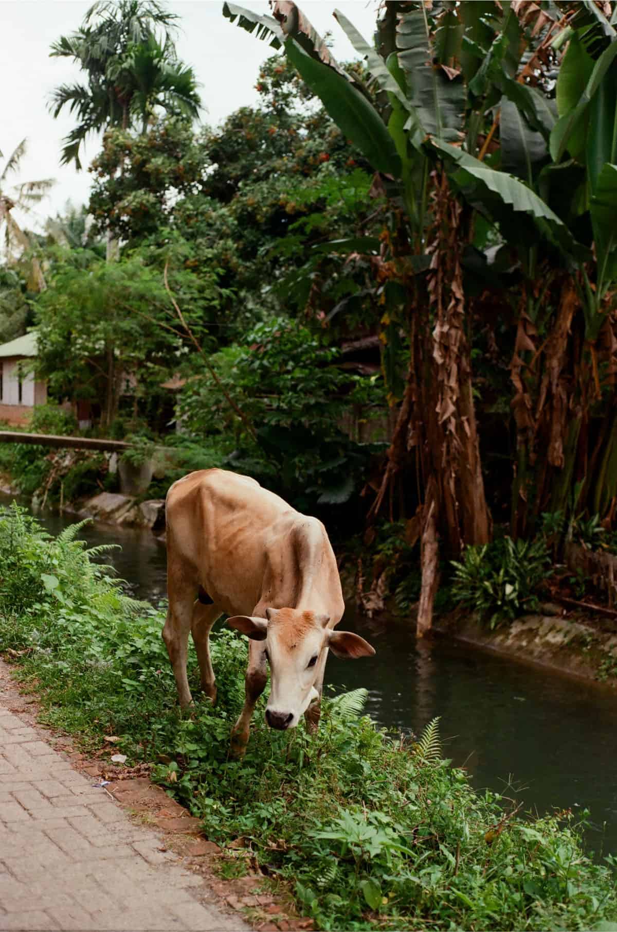 Indonesia Travel Story on 35mm Film by Magda Skocz on Shoot It With Film