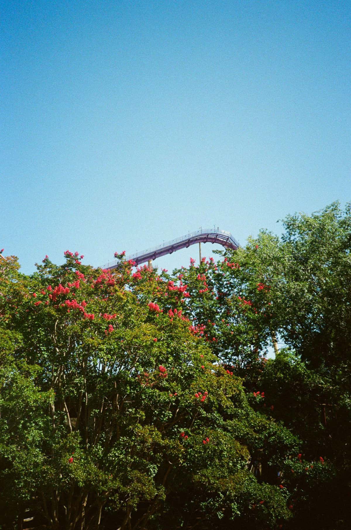 A Closer Look at 400-Speed Film: Fujifilm 400, Kodak UltraMax, & Lomography 400 by Katya Rowny on Shoot It With Film