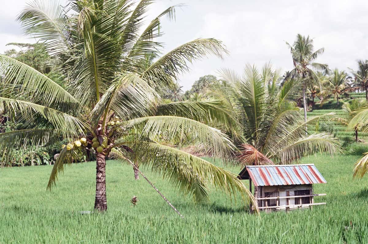 Finding Peace in Bali: A Photo Story on 35mm Film by Emma Begley on Shoot It With Film